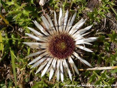 Silberdistel