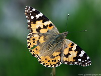 Distelfalter (Vanessa cardui)