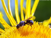 Fliege auf Gelb