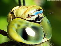 Große Königslibelle (Anax imperator)