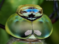 Große Königslibelle (Anax imperator)