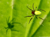 Grüne Spinne