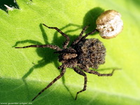 Spinne mit Brötchen :-)