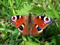 Schmetterling