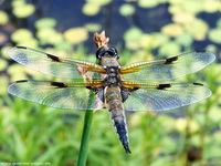 Vierfleck (Libellula quadrimaculata), Männchen