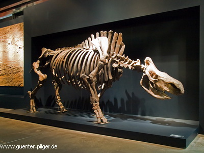 Skelettmontage eines wollhaarigen Nashorns