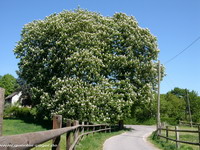 Kastanie an der Isenburg im Stadtwald