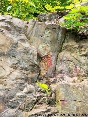 Versteinerter Baum im Steinbruch