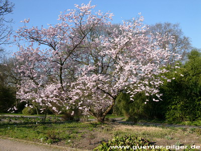 Frühling4