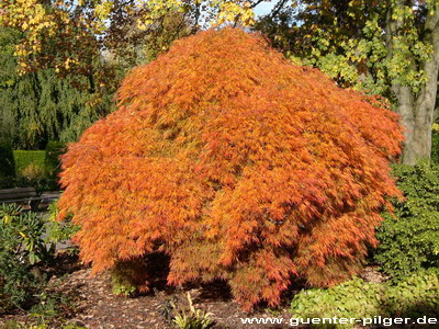 Herbst in der Gruga