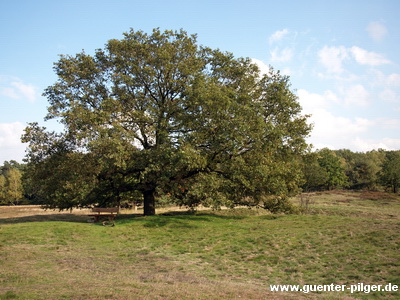 Westruper Heide