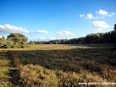 Westruper Heide