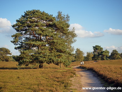 Westruper Heide