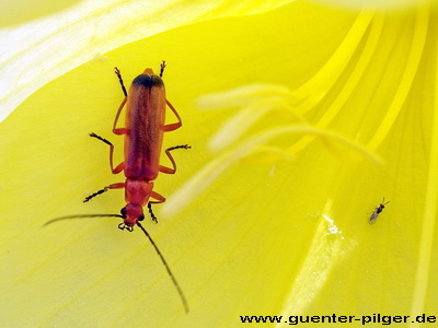  Ein Paradies für Pflanzen und Insekten