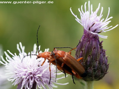  Ein Paradies für Pflanzen und Insekten