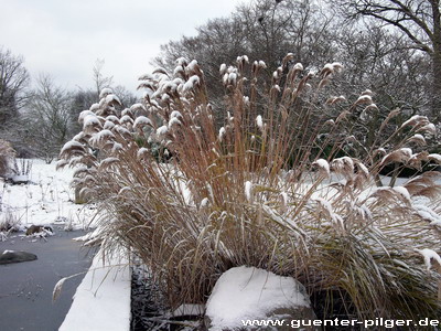 Winter in der Gruga